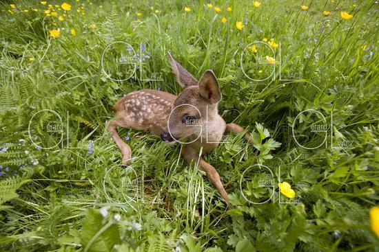 Chevreuil, capreolus capreolus, Faon dans les Fleurs, Normandie 