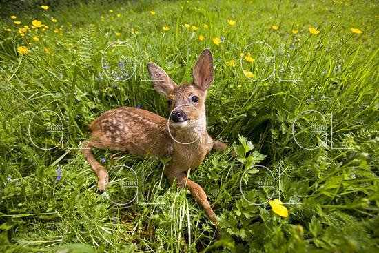 Chevreuil, capreolus capreolus, Faon Couche dans les Fleurs, Normandie 