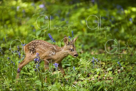 CHEVREUIL capreolus capreolus, FAON DANS LES FLEURS, NORMANDIE 