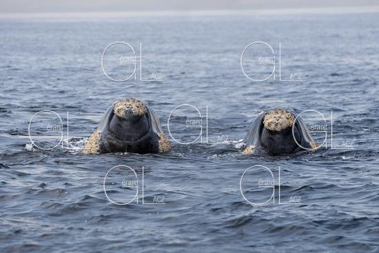 Baleine Franche Australe