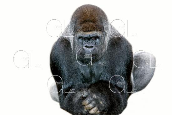 Gorilla