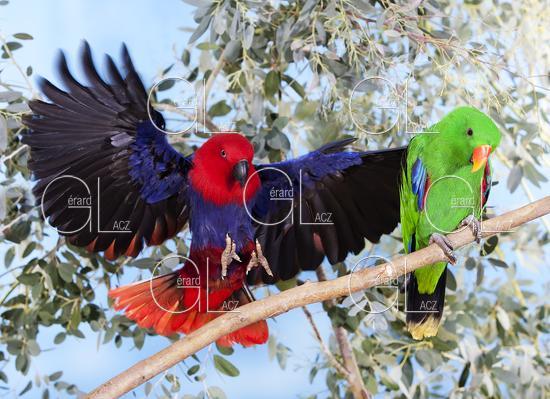 Eclectus