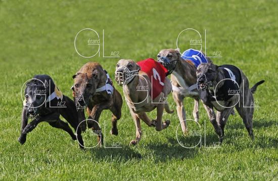 Whippet