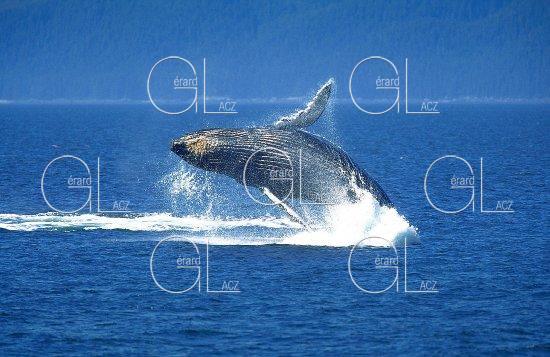 Baleine à Bosse