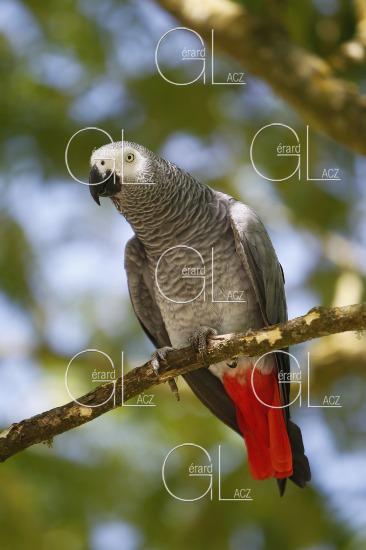 Gris du Gabon