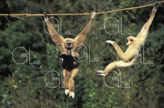 Gibbon