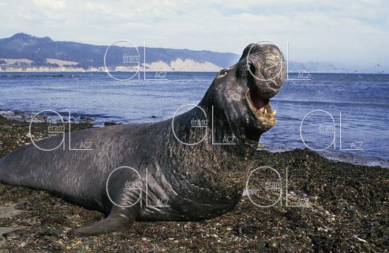 Elephant de Mer du Sud