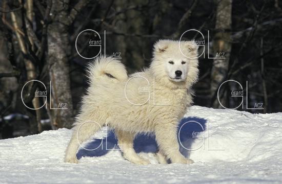 Samoyede