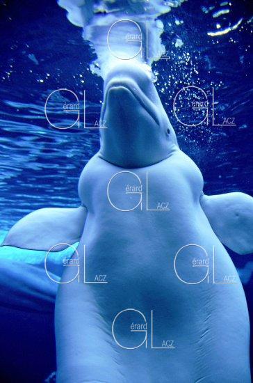 Baleine Banche Beluga