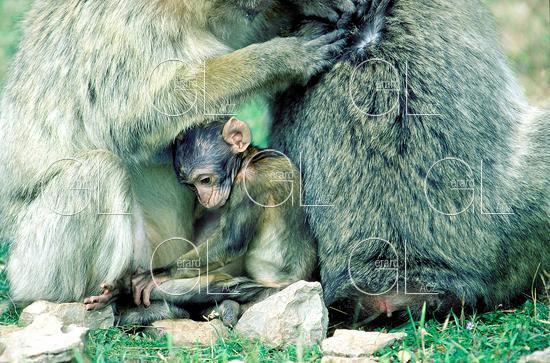Barbary Macaque