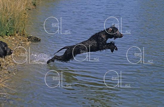Irish Water Spaniel