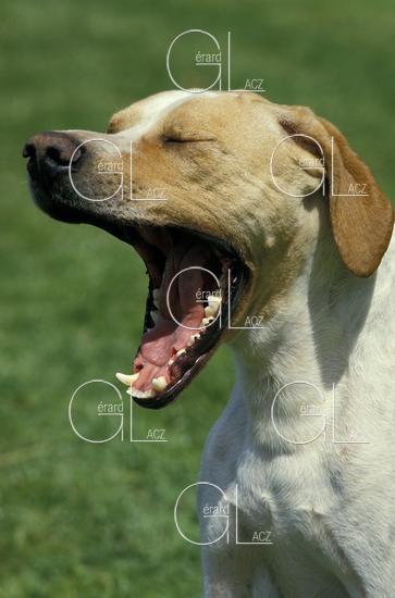 Pointer