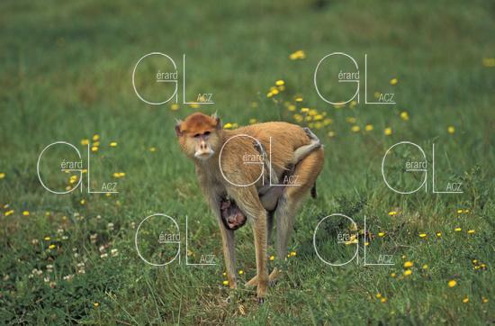 Cercopithecus