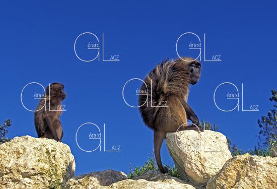 Gelada