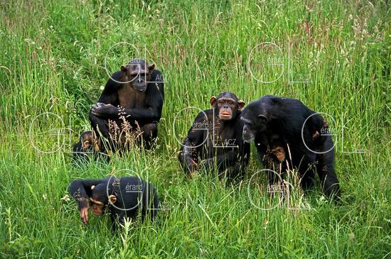 Chimpanzee