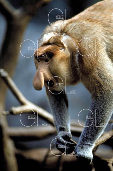 Proboscis Monkey