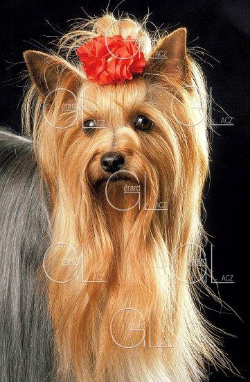 Yorkshire Terrier,