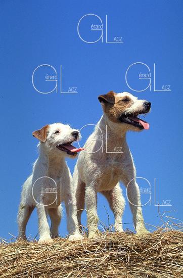 Jack Russel Terrier