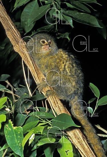 Marmoset