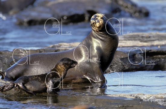 Otarie à Fourrure des Galapagos