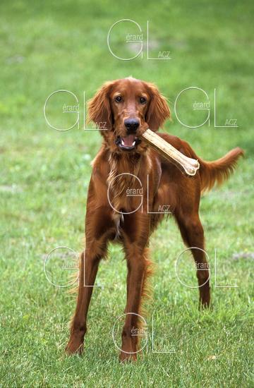 Setter