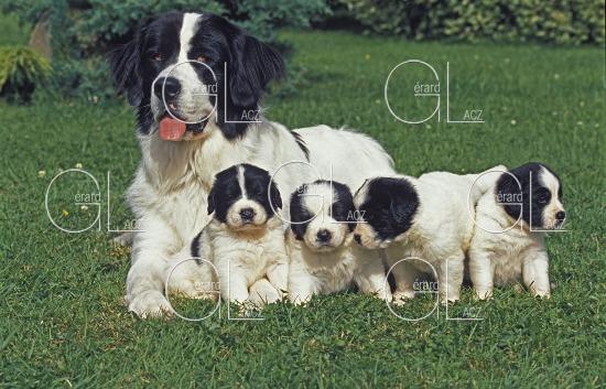Landseer