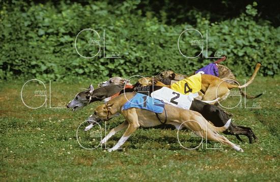 Greyhound