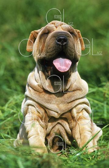 Shar Pei
