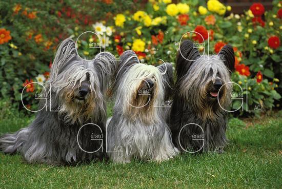 Skye Terrier