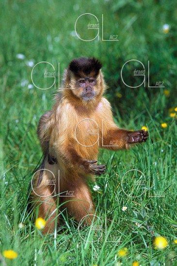 Capuchin