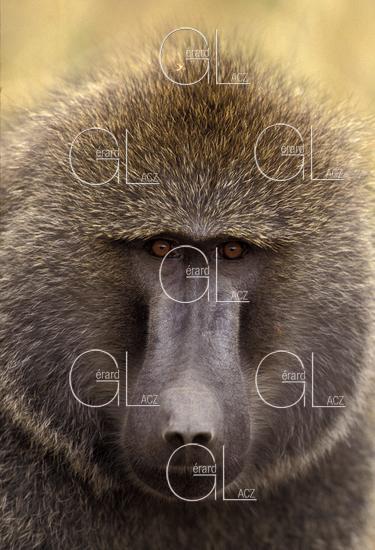 Baboon