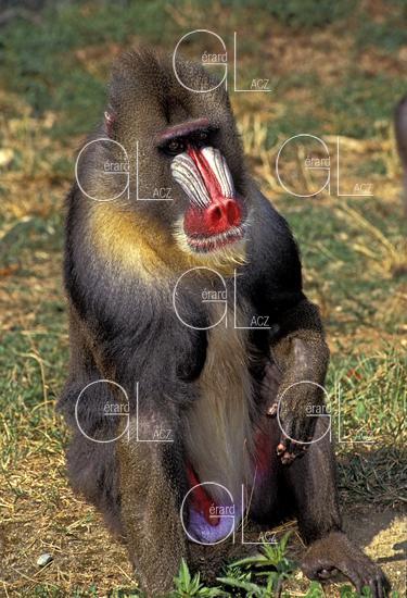 Mandrill