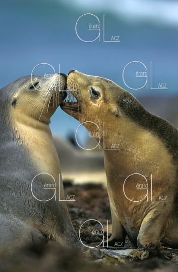 Lion de Mer Australien