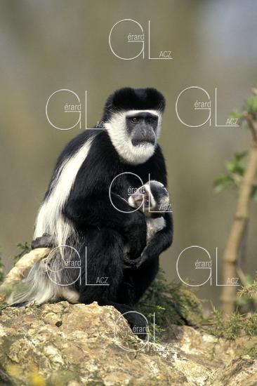Colombus Monkey