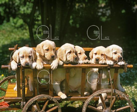 Labrador Retriever
