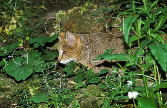 Chat des Marais ou Chat Chaus ou Chat de Jungle, felis chaus, Adulte 
