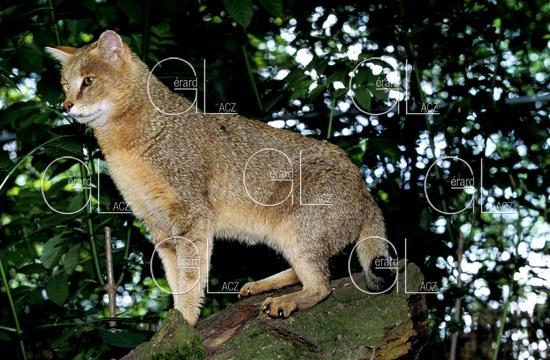Chat des Marais ou Chat Chauss ou Chat de Jungle, felis chaus 