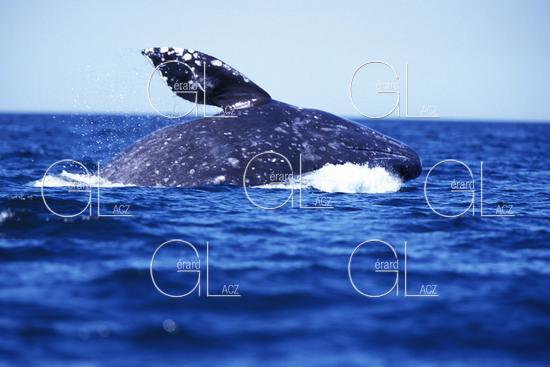 Baleine Grise