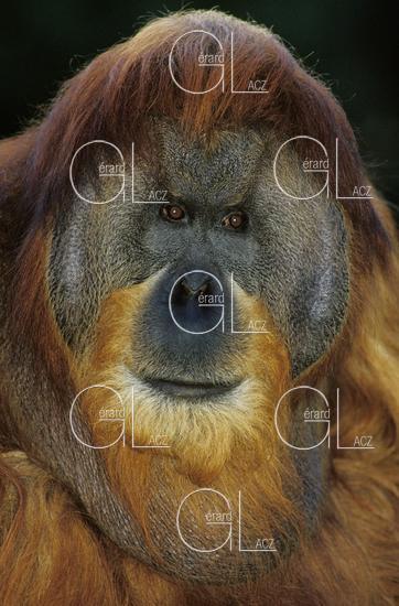 Orang utan