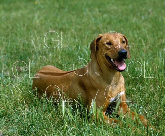 Rhodesian Ridgeback