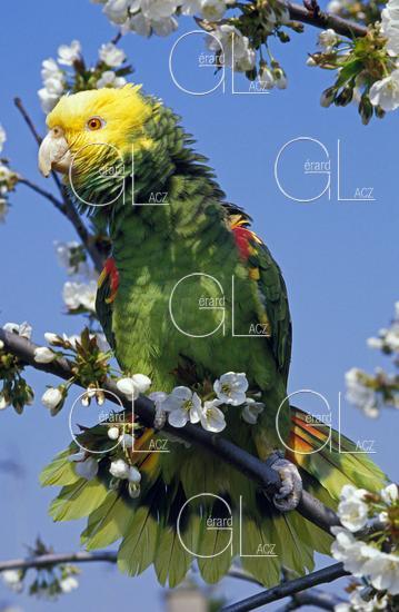 Amazone à Tete Jaune