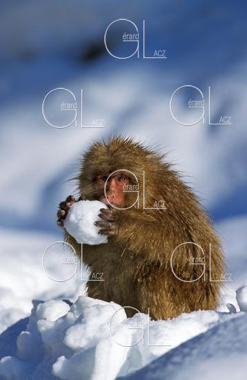 Japanese Macaque