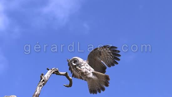 Owls