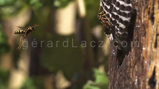 Wasp