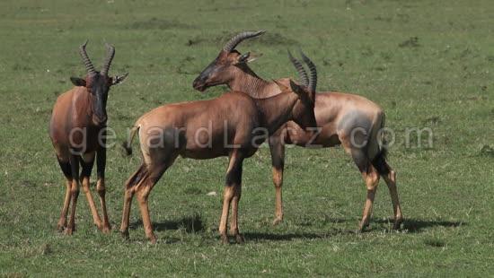 Damalisque ou Topi, damaliscus korrigum, Troupeau dans la Savane, Parc du Masai Mara au Kenya, Temps Reel 