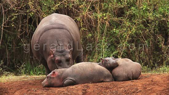 Hippopotamus