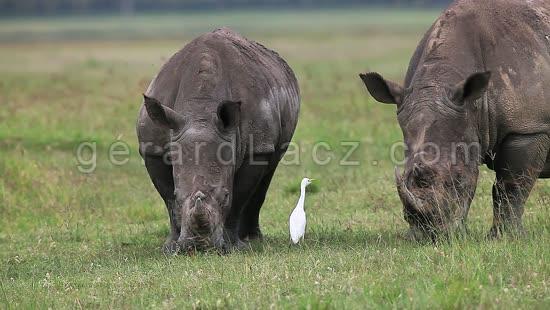 Rhinoceros