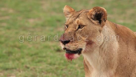 Lion