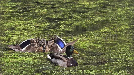 Duck
