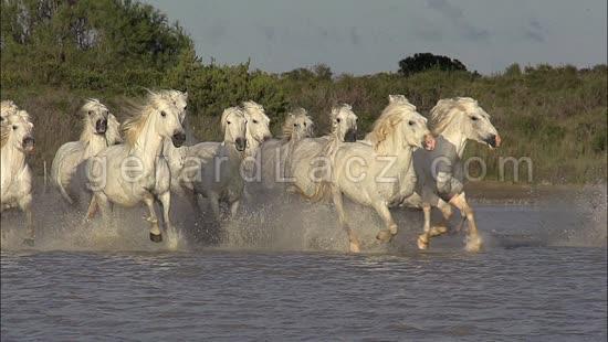 Camargue Horse